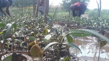 Unos 10 mil plantones de mangles serán sembrados en la cuenca baja del río La Villa