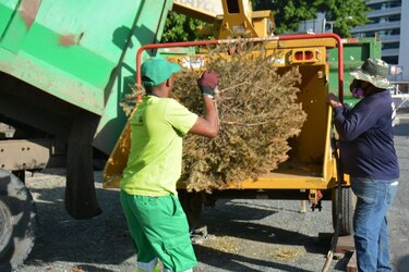 Efectúan jornada de recolección de arbolitos