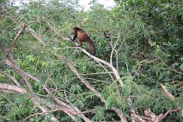 Preocupación en Azuero por aumento de muertes de monos en peligro de extinción