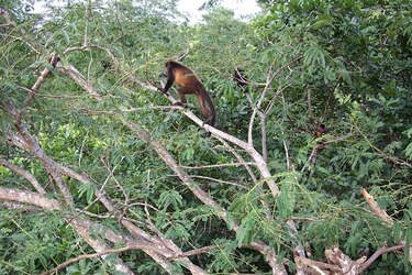 Preocupación en Azuero por aumento de muertes de monos en peligro de extinción
