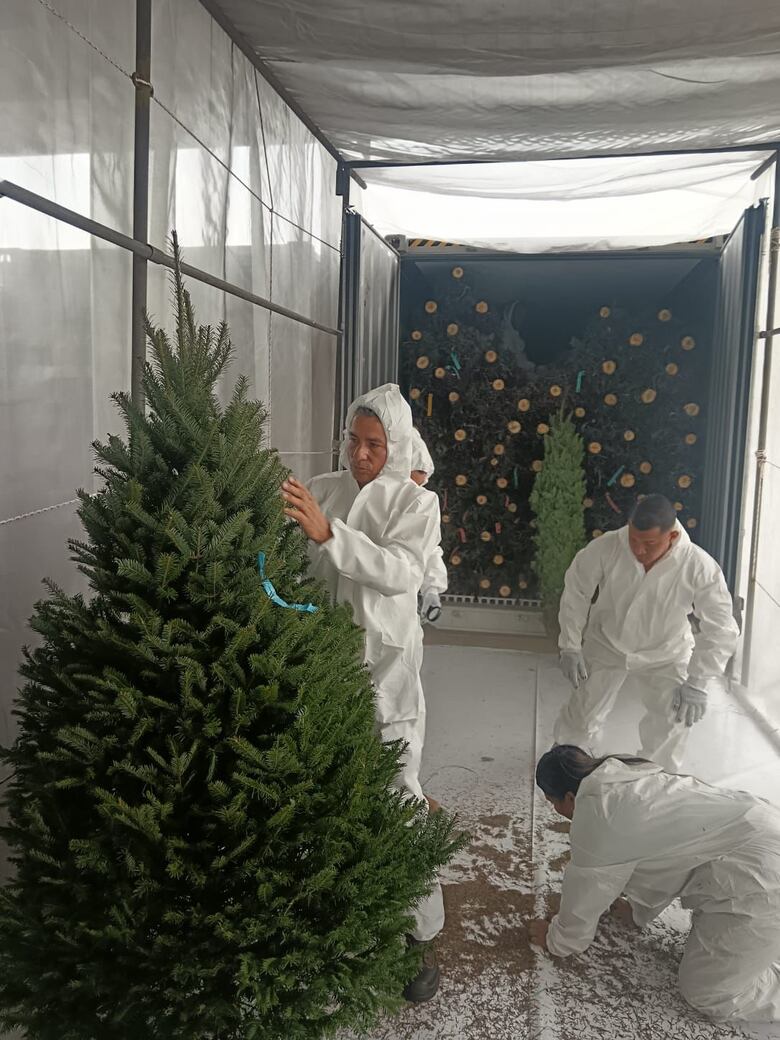 Llegan a Panamá los primeros 17 mil arbolitos de Navidad: vienen de Canadá y de Oregón 