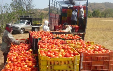 Sin definir siembra de tomate industrial en Azuero
