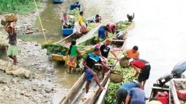 Sube precio del plátano, aunque baja producción