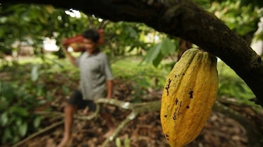 Cacao panameño, la nueva  industria