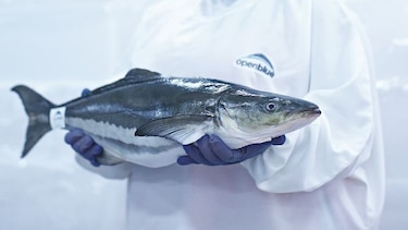 Costa Rica aprueba planta de cobia en medio de tensiones