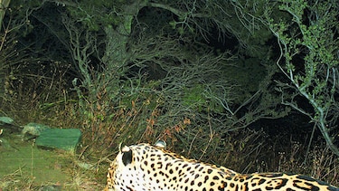 Reportan avistamiento de jaguar en Arizona