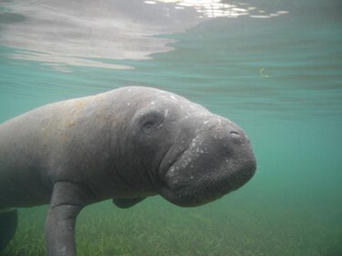 453 manatíes murieron en las aguas de Florida en 2011