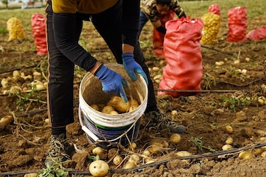 Cómo China está transformando una zona rural donde se cultivan papas en el centro de su competencia tecnológica con Estados Unidos