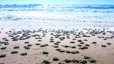 Tortugas lora