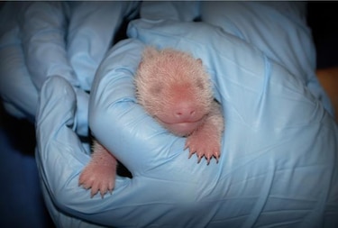 Bebé panda que nació en zoo de Washington está 'muy enérgico'
