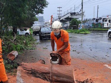 Fuerte aguacero provoca caída de árboles y suspensión temporal de vuelos en el aeropuerto de Albrook