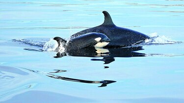 Competencia entre orcas explicaría su menopausia