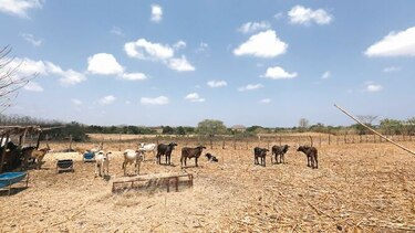 Productores presentan la ruta