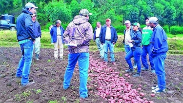 Aprueban liberación de semilla de papa roja