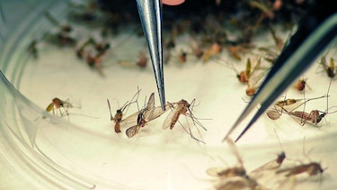 Reportan 22 mujeres embarazadas con el virus zika este año
