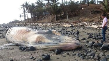 Encuentran ballena muerta entre las playas de El Estero y El Jobo
