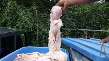 Decomisan casi 300 libras de carne de cocodrilo, en Chepo