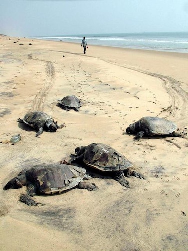 India impone medidas para proteger tortugas en peligro de extinción
