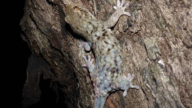 Aptitudes de nueva especie de gecko sorprenden