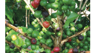 Exportaciones de café de Honduras crecen 22%