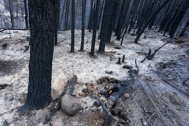 Más de cuatro mil hectáreas arrasadas por los incendios en la Patagonia argentina