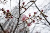 Tokio anuncia el inicio de la majestuosa temporada de los cerezos en flor