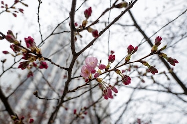 Tokio anuncia el inicio de la majestuosa temporada de los cerezos en flor