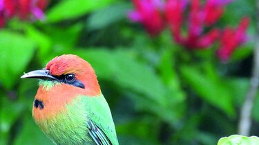 PANAMÁ CUENTA CON UN MILLAR DE AVES
