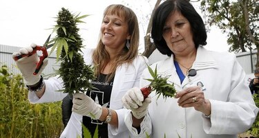 Cosechan legalmente marihuana para enfermos de cáncer