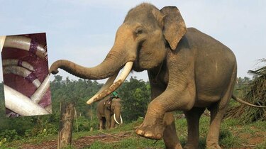 Retienen seis colmillos de elefante en el aeropuerto de Tocumen