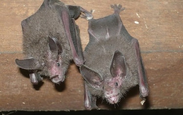 Murciélagos, una especie poco conocida