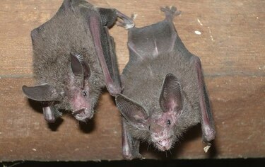 Murciélagos, una especie poco conocida