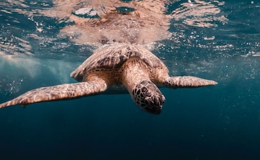 República Dominicana establece una veda de diez años para proteger a las tortugas marinas
