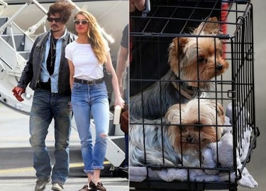La esposa de Johnny Depp planta al juez australiano por el caso de sus perros