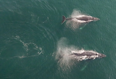 El Gobierno chileno presenta denuncias para investigar la muerte de ballenas jorobadas