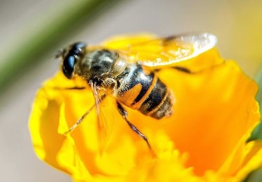 Dos experimentos confirman que insecticidas agrícolas son nocivos para las abejas