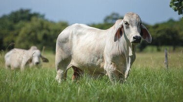 Ganaderos de Los Santos miran hacia la agroindustria