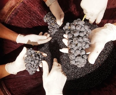 Por qué el vino más caro de España vale lo que cuesta
