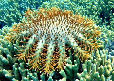 Vinagre para luchar contra la plaga que amenaza a la Gran Barrera de Coral
