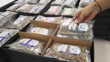 177 compradores interesados en participar de subasta de café Geisha