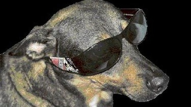 Consentidos: ‘Roxy’ y sus gafas