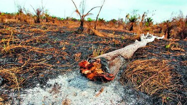 Se triplican incendios forestales en Darién