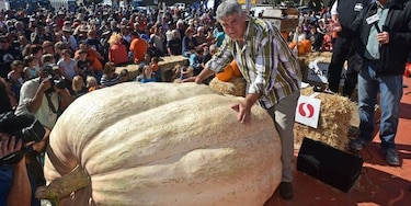 Calabaza de 893 kilos gana concurso en California