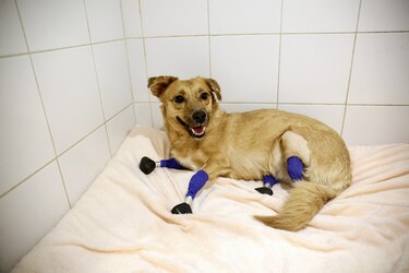 Una perrita rusa vuelve a andar tras ponerle cuatro prótesis en las patas