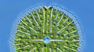 El hermoso mundo microscópico