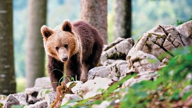 Convivir con los osos, el reto de los eslovenos