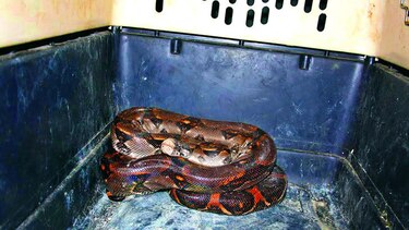 Decomisan boas listas para la venta