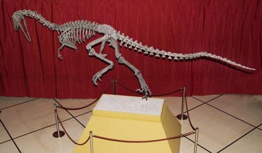 Exhiben en Buenos Aires al ‘Austroraptor’, dinosaurio de la Patagonia