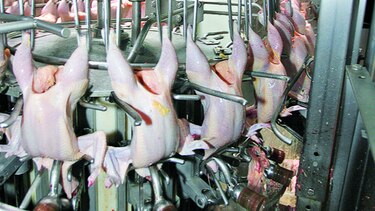Pollo de EU seguiría cruzando a México