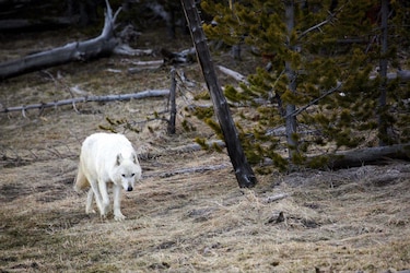 Ofrecen recompensa de $25 mil para resolver muerte de loba en Yellowstone